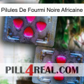 African Black Ant Pills 15